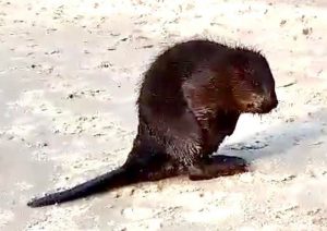 Read more about the article Bóbr na dobre polubił morze i plażę. Znowu był widziany jak kąpał się w Bałtyku