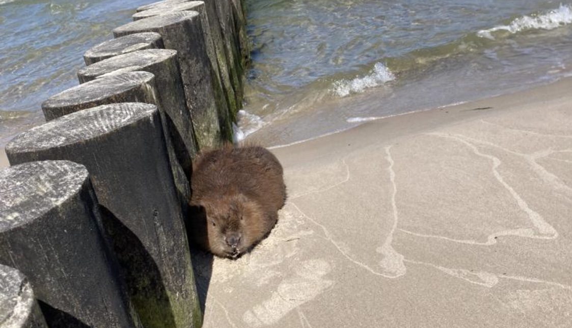 You are currently viewing Bóbr na plaży. Błękitny Patrol: nie stresujmy go, kiedy już odpocznie, wróci do siebie