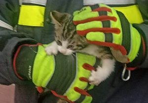 Read more about the article Strażacy ratowali kota, który utknął w studni kanalizacji deszczowej