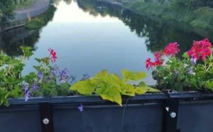 Read more about the article Nie trzeba było długo czekać. Ktoś wyrwał ozdobne trawy z donic na moście