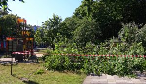 Read more about the article Duży konar kasztanowca upadł obok placu zabaw dla dzieci