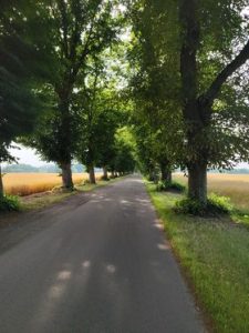 Read more about the article Śladem naszej publikacji: starostwo negatywnie zaopiniowało wycinkę drzew