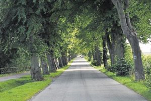 Read more about the article Stanowisko starostwa ws. remontu ul. Kolejowej i ewentualnej wycinki alei lip. Samorząd podpowiada gminie nowe rozwiązanie