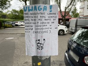 Read more about the article „Małe, czarne słodziutkie kotki szukają domu…” Wzruszające ręcznie wykonane plakaty zawisły na mieście