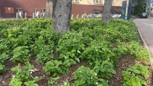 Read more about the article UWAGA na poziomki przy Urzędzie Miasta! Są chore i zostaną spryskane środkiem grzybobójczym