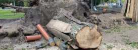 drzewo1 273x100 - Urzędnicy ustalają dlaczego upadła dorodna lipa. Jeżeli okaże się, że zawinił człowiek, kara jest śmiesznie niska