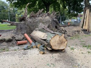 Read more about the article Urzędnicy ustalają dlaczego upadła dorodna lipa. Jeżeli okaże się, że zawinił człowiek, kara jest śmiesznie niska