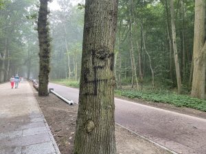 Read more about the article Ktoś sprayem na drzewach nabazgrał swastyki. Obok spacerują turyści