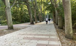 Read more about the article Swastyki zniknęły. Udało się je usunąć bez uszkodzenia drzew