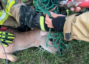 Read more about the article Koziołek utknął w piłkochwytach na boisku. Z kłopotów wyplątali go strażacy z Korzystna