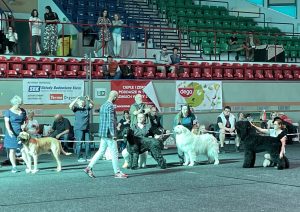 Read more about the article Wystawa Psów Rasowych: psie piękności na wybiegu