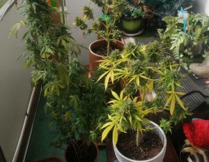 Read more about the article Domowa hodowla konopi. 31-latkowi grozi teraz nawet 10 lat odsiadki