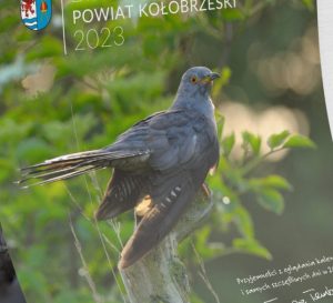 Read more about the article Darmowe kalendarze z pięknymi zdjęciami Miłosza Kowalewskiego