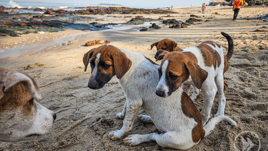 You are currently viewing 22 kwietnia, Adebar, spotkanie „Jestem z Afryki”, godz. 18, wstęp wolny