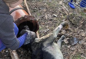 Read more about the article Przywiązał psu ciężką rurę do szyi i utopił. Dziś Sąd Rejonowy w Kołobrzegu wydał wyrok