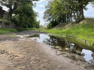 Read more about the article Katastrofa ekologiczna na Kanale Drzewnym