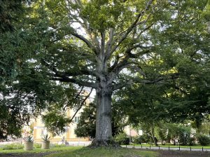 Read more about the article Najbardziej znane drzewo w Kołobrzegu będzie nosiło imię Heinricha Martensa