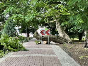 Read more about the article Drzewo runęło na alejkę w Parku 18 Marca. Nie ma tędy ma przejścia