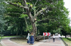 Read more about the article Nie da się uratować skrzydłorzecha. „A takie było piękne drzewo…”