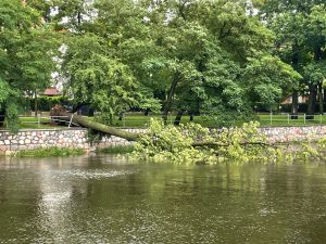 Read more about the article Wszystkich powalonych drzew szkoda, ale tych, które „robią” nam w mieście widoki trochę bardziej