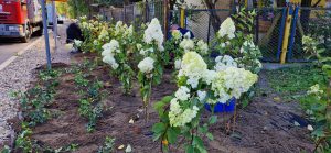 Read more about the article Kilka tysięcy sadzonek hortensji i trzmielin wędruje do gruntu wzdłuż ulicy Zdrojowej