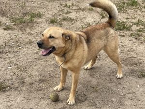 Read more about the article Ze schroniska skradziono psa Bońka. Wolontariusze apelują o pomoc w odnalezieniu czworonoga (AKTUALIZACJA)