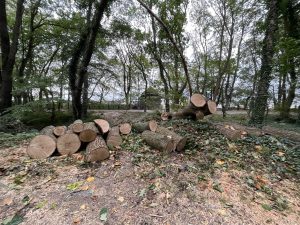Read more about the article W parku wzdłuż nadmorskiej promenady porządkowany jest drzewostan. Miasto usuwa obumarłe drzewa i planuje nasadzenia zastępcze