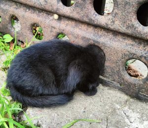 Read more about the article Głupia sprawa tak utknąć z głową w ogrodzeniu. Na szczęście są niezawodni strażacy!