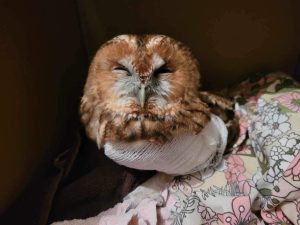 Read more about the article Policjanci uratowali potrąconą sowę