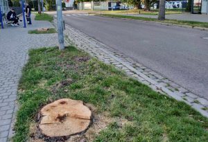 Read more about the article -Przy Bałtyckiej wycinane są drzewa! -alarmuje nasza Czytelniczka. Sprawdzamy dlaczego