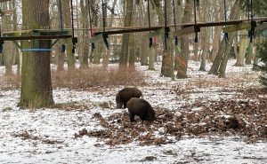 Read more about the article Dziki znowu stołują się w mieście (WIDEO)