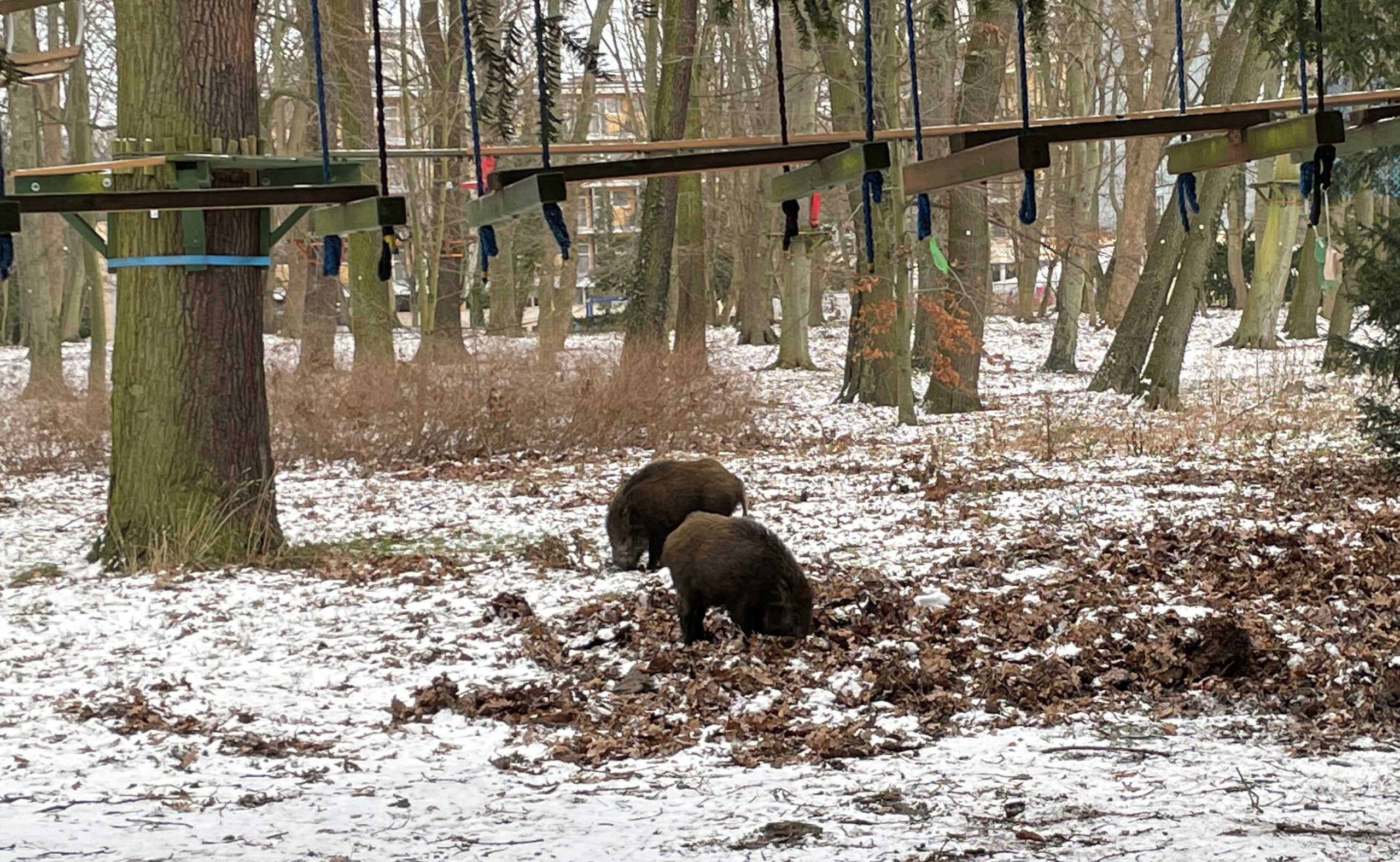You are currently viewing Dziki znowu stołują się w mieście (WIDEO)