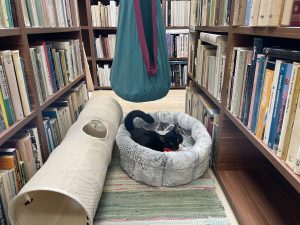 Read more about the article Społeczna kocia kawiarenka w bibliotece. Siedem kotów zaprasza na herbatę i poleca się do adopcji
