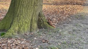 Read more about the article Ten widok poprawi Wam humor – tak się bawią wiewiórki w parku za RCK (WIDEO)