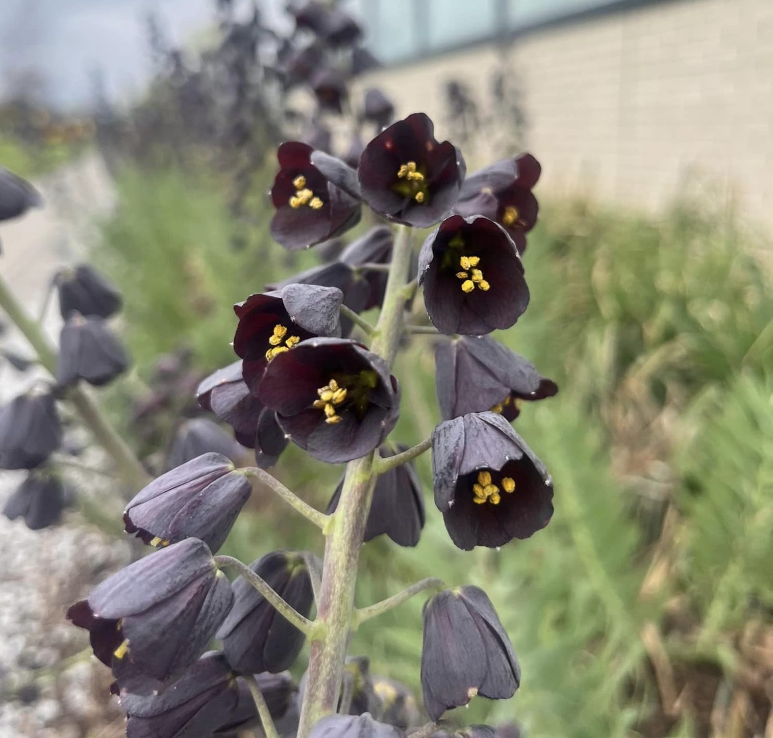 You are currently viewing Czarno-purpurowa Fritillaria Persica na miejskich grządkach