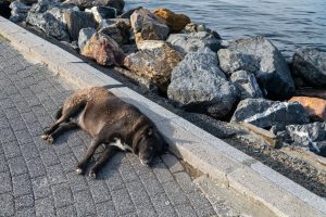Read more about the article Otruty kot, jeleń w potrzasku. W naszym regionie działa już 112 dla zwierząt – ANIMAL HELPER
