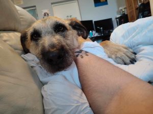 Read more about the article Dwa dni w podróży. Nero z kołobrzeskiego schroniska znalazł kochający dom w Irlandii