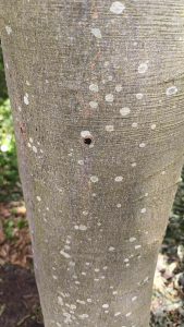 Read more about the article Ktoś tu chce wykończyć drzewa. Zasłaniają widok z apartamentów?