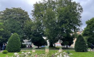 Read more about the article Miasto zafunduje bukowi Martensa zabiegi pielęgnacyjne