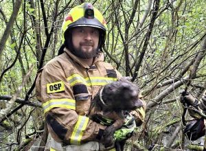 Read more about the article Gonił kota, utknął na bagnach. Gdyby nie strażacy skończyłby marnie
