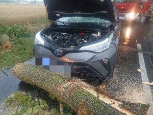 Read more about the article O włos od tragedii. Przed jadące auto przewróciło się drzewo