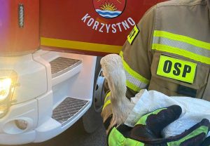 Read more about the article Młody bocian wypadł z gniazda. Zaopiekowali się nim strażacy