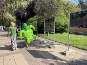 Read more about the article Urok polskich lasów w portretach dzikich zwierząt. Wystawa na Skwerze Pionierów