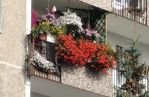 Read more about the article Zobacz najpiękniejsze kołobrzeskie ogródki i balkony (rozstrzygnięcie konkursu)