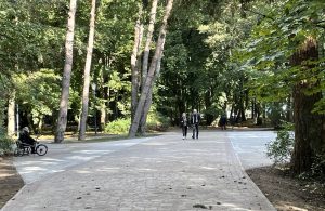 Read more about the article Kilkadziesiąt drzew w parku Szarmacha obumarło. Zostaną wycięte