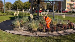 Read more about the article Jesienne nasadzenia. Tu będą rosły trawy pampasowe i hortensje