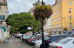 Read more about the article Trwają nasadzenia zastępcze w Kołobrzegu. W sumie do gruntu powędruje 249 młodych drzewek