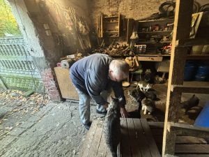 Read more about the article Zaczęło się od dwóch podrzuconych kotów, teraz pan Antoni ma ich 13. Mężczyzna szuka dla nich domu, bo nie ma za co ich wykarmić