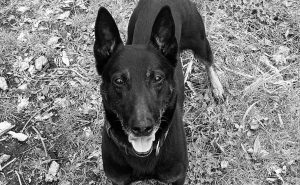 Read more about the article Kołobrzeska policja straciła Machera, oddanego psa policyjnego