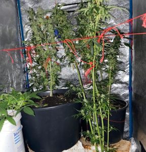 Read more about the article Policja zatrzymała 42-latka. Uprawiał w doniczkach konopie indyjskie